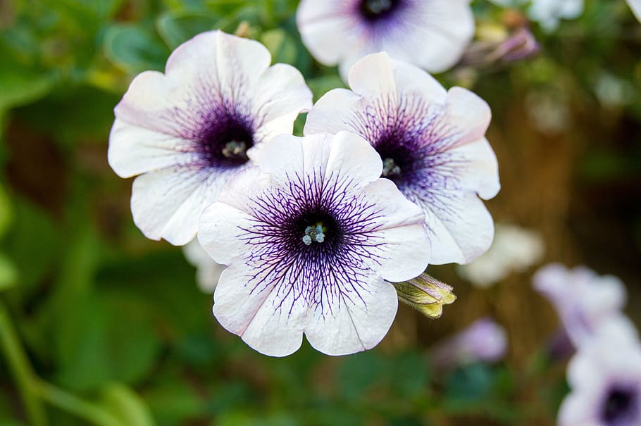 petunia, flower, purple, white, blossom, bloom, nature, plant, summer, close-up