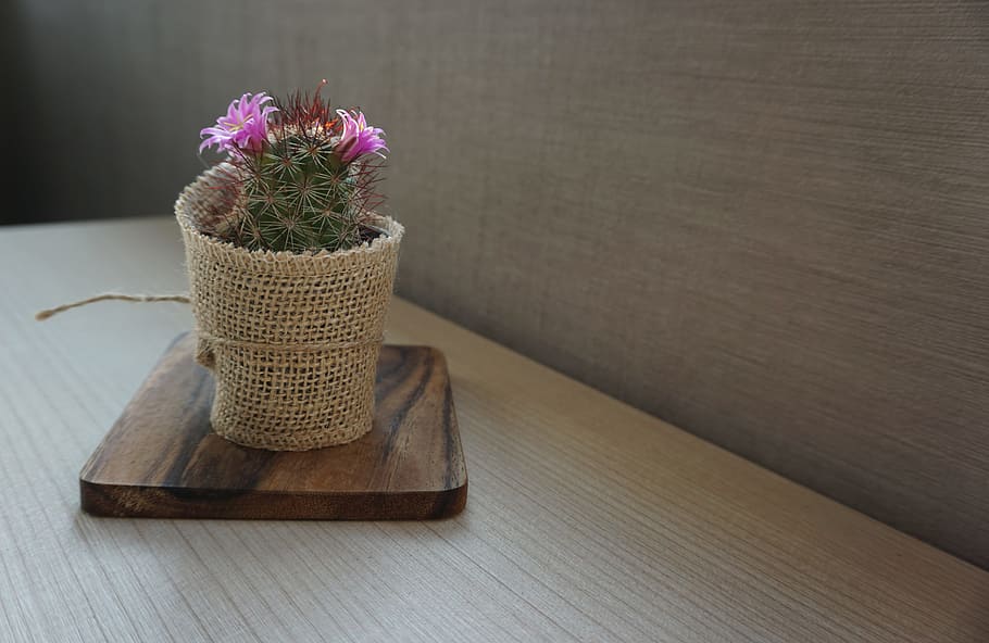 Cactus, Plant, Flowers, Home, Succulent, nature, houseplant, decorative, table, indoors