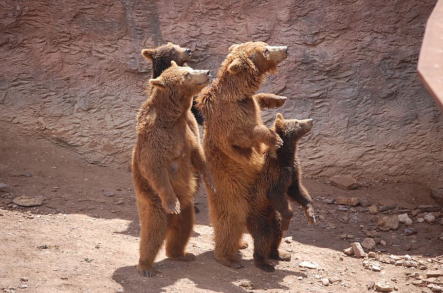 four, grizzle, bear, standing, nature, zoo, brown bear, show, animal, family