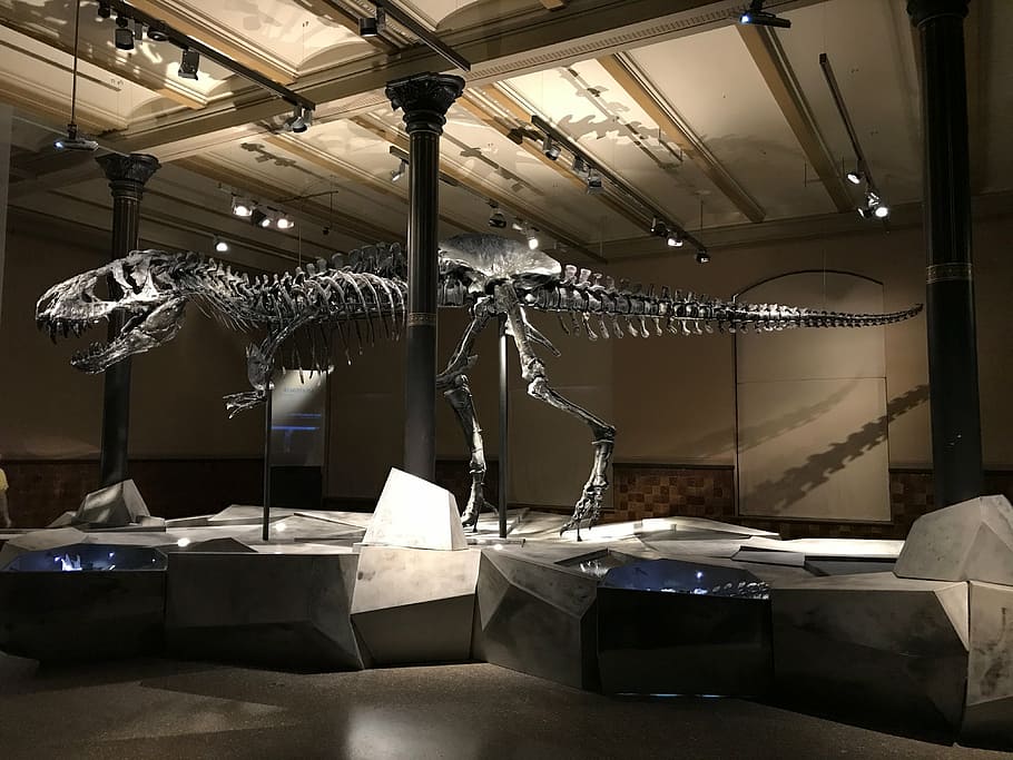 tyrannosaurus tulang rex, museum, dinosaurus, t rex, kerangka, evolusi, alam, berbahaya, kerangka dinosaurus, paleontologi