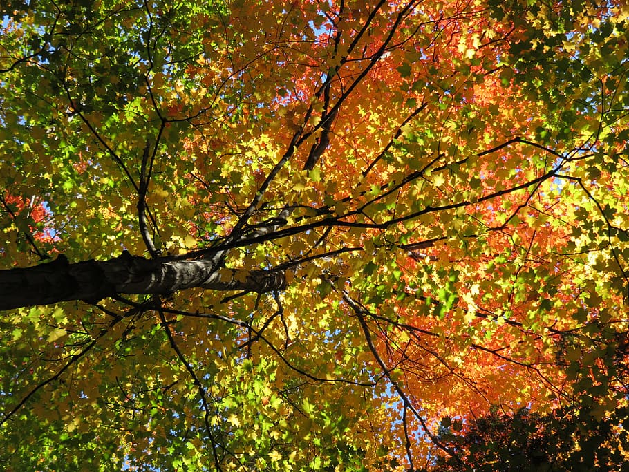 fotografía de ángulo bajo, verde, marrón, árbol de hojas, otoño, hojas, arce, arce de azúcar, amarillo, naranja