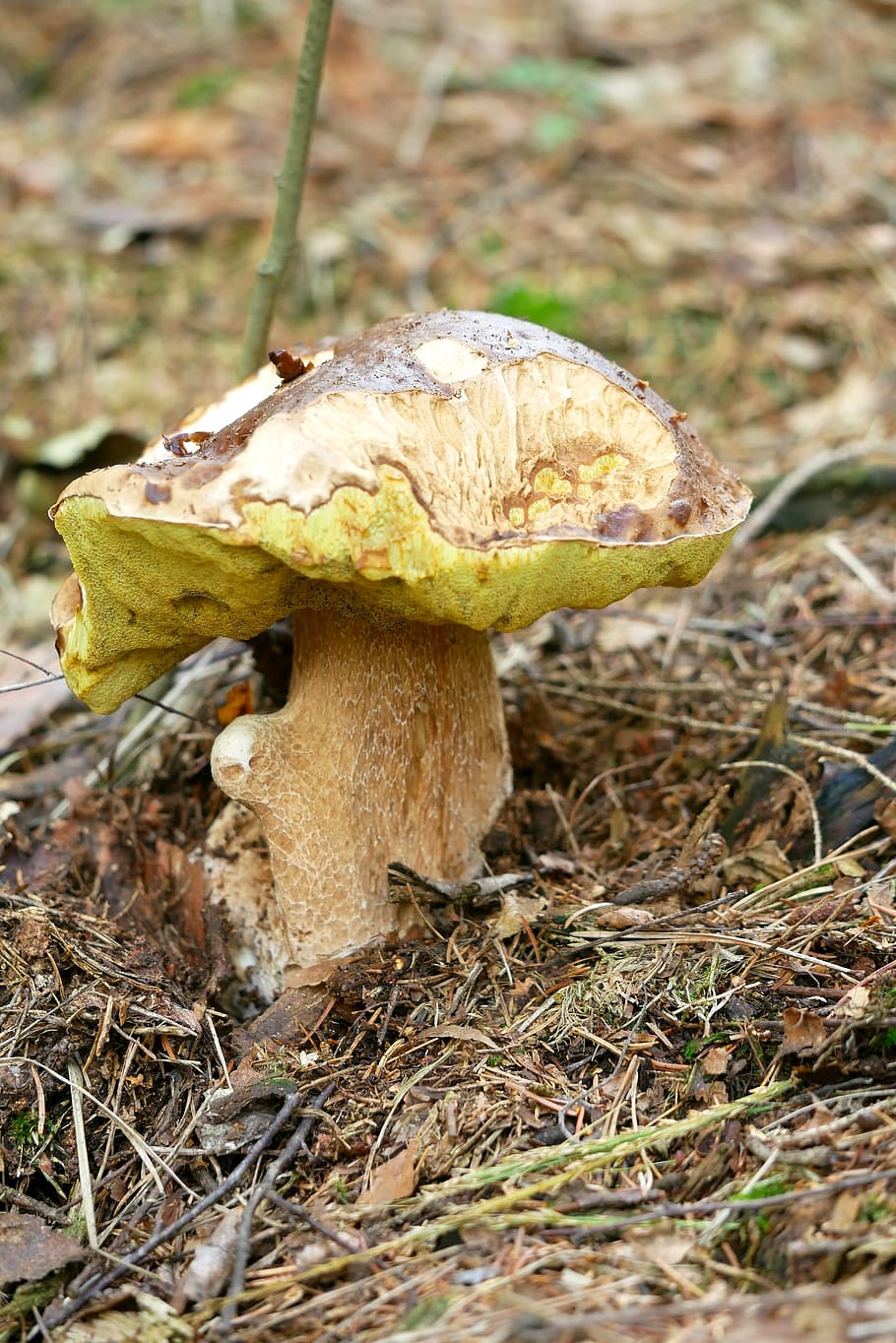common mushroom, boletus edulis, herrenpilz, mushroom, noble rot, boletus, cep, dickröhrling, forest, edible