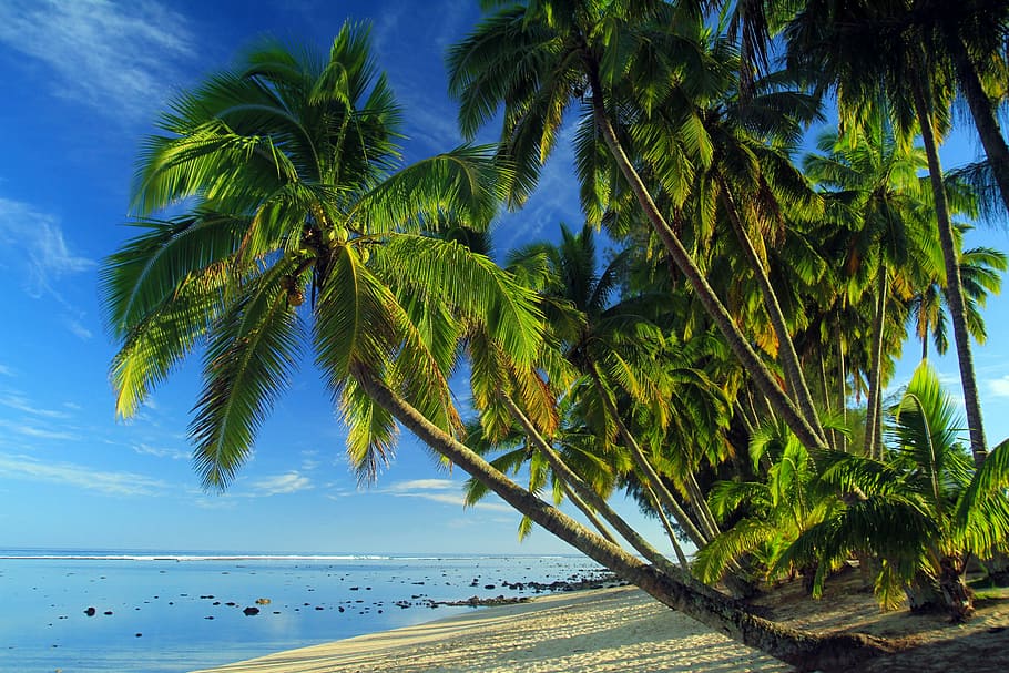 green, palm tree, shoreline, palms, tropical beach, tropical, sand, seashore, cook islands, tree