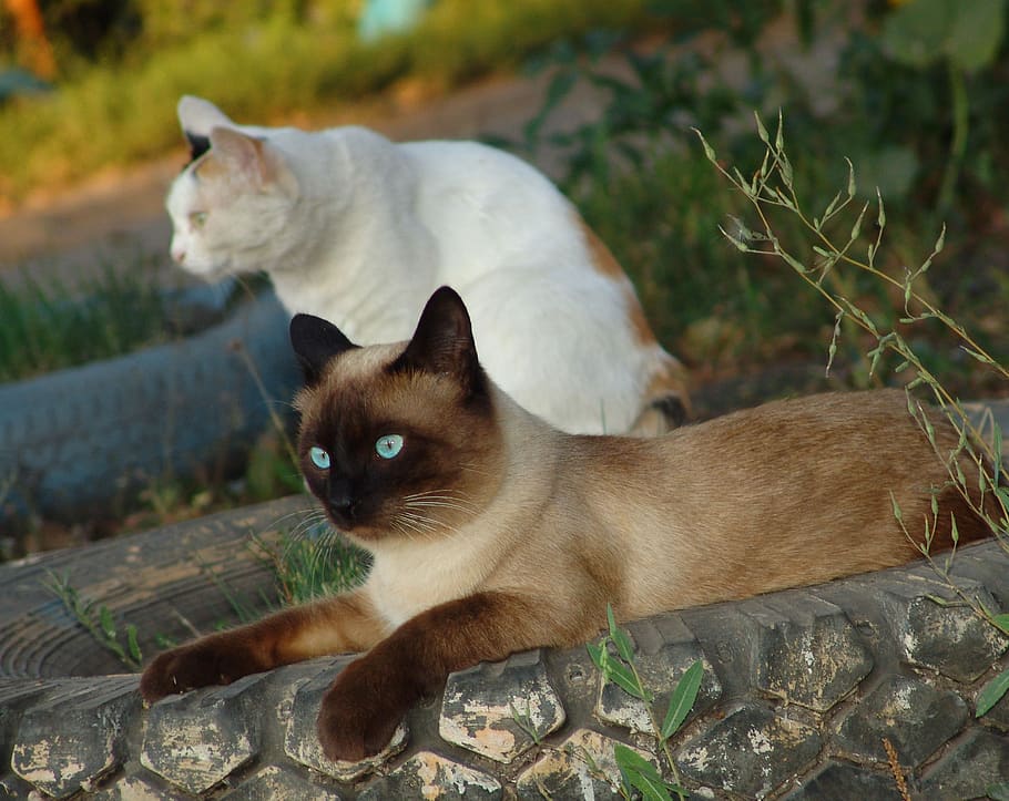 gatos, gato, animal de estimação, gato olhando, olhos, gatos siameses, animais de estimação, gato branco, gato siamês, animal