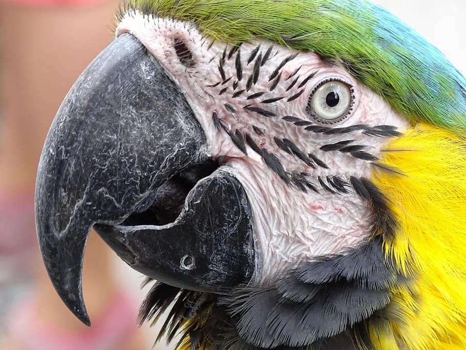 close-up photo, blue-and-yellow macaw, Ara, Parrot, Portrait, Bird, Colorful, yellow macaw, plumage, yellow breast