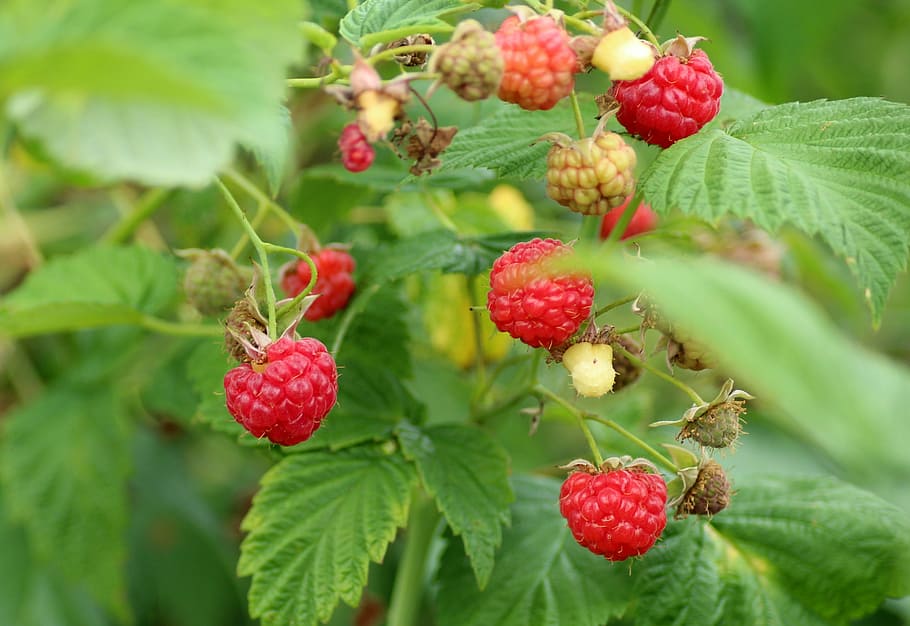 close-up, raspberry, fruits, raspberries, fruit, bush, malina, red fruits, ripe raspberries, vitamins