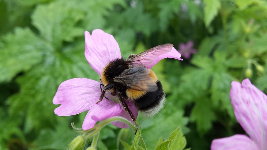 Bumblebee, Pelagonia, Geranium, Taman, bunga, musim semi, pink, alam, tanaman, bagus