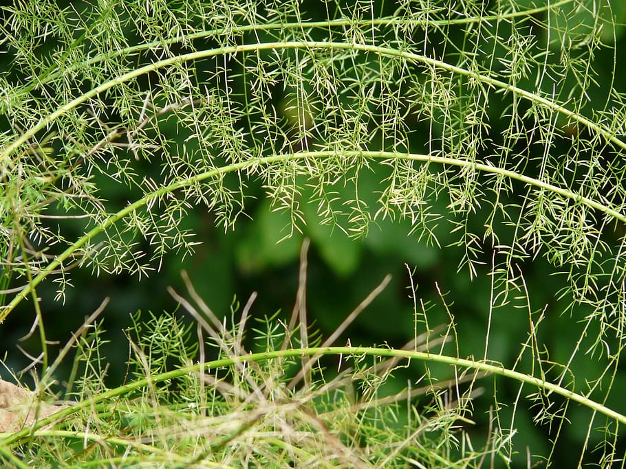 samambaia de aspargos, espargos densiflorus, planta ornamental, semi arbusto, verde, planta, natureza, folha, verde Cor, cor verde