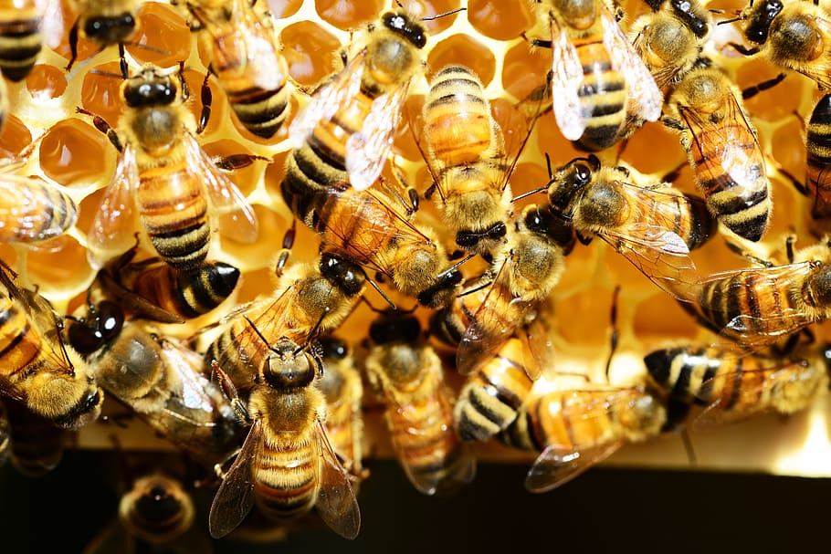close, honey bee, honey bees, honey comb, bees, insects, golden nectar, buckfast, hive, workers