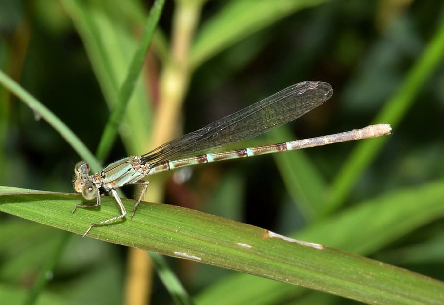 damselfly, insect, insectoid, winged, bug, flying insect, winged insect, close up, creature, wildlife