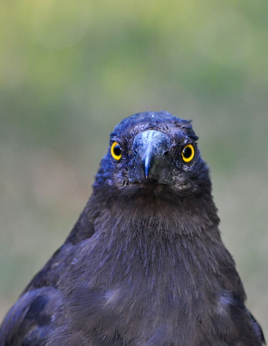 Currawong, Bird, Australia, Wildlife, close up, portrait, head, beak, passerine, looking