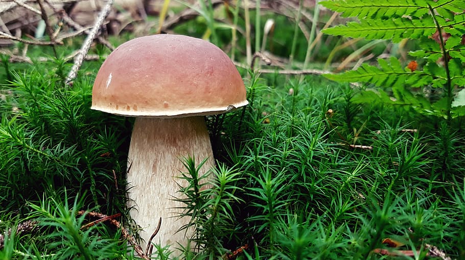 mushroom, cep, forest, nature, autumn, moss, star moss, forest floor, flora, autumn time