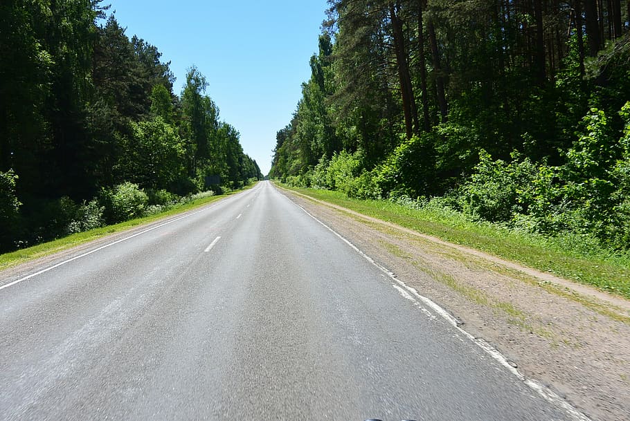 forest road, asphalt, tree, road, plant, transportation, direction, the way forward, diminishing perspective, green color