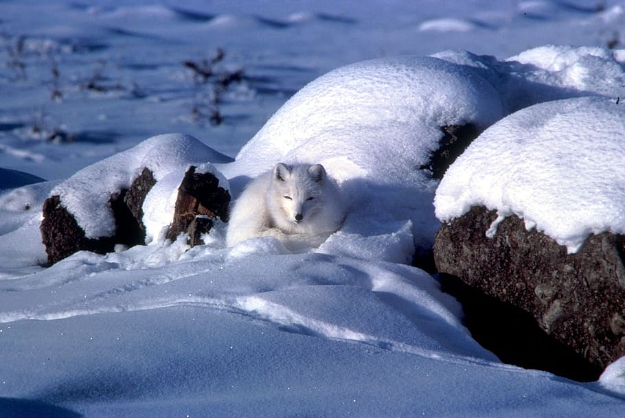 white, fox, snow-covered, rock, arctic, animal, winter, snow, ice, rocks