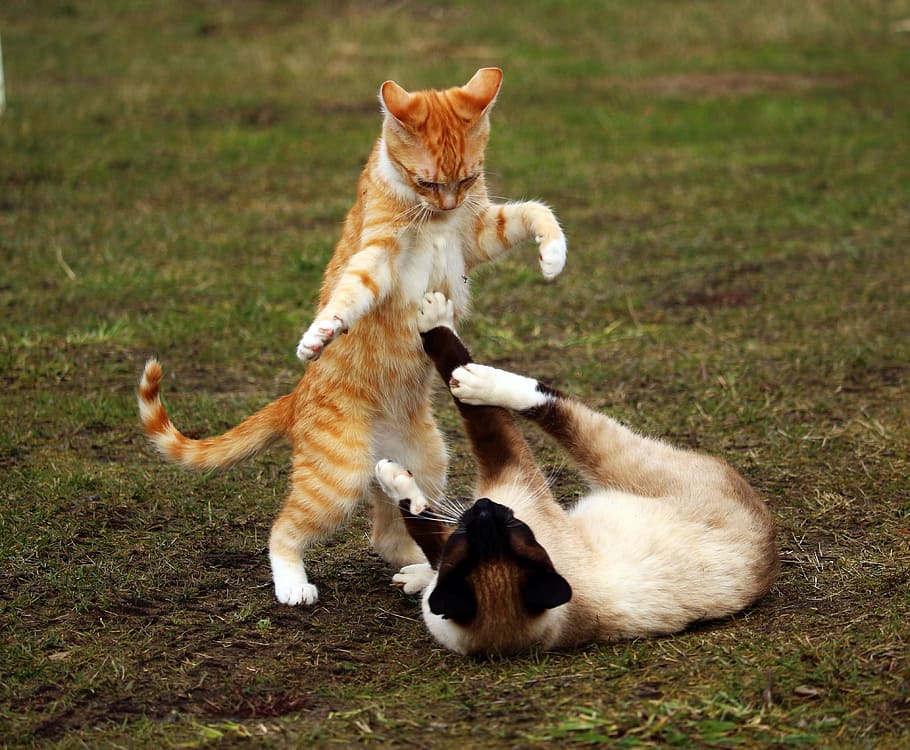 고양이 두 마리, 고양이, 붉은 고등어 얼룩 무늬가, 고양이 새끼, 빨간 고양이, 샴 고양이, 놀이, 싸움, 장난이 심하다, 어린 고양이