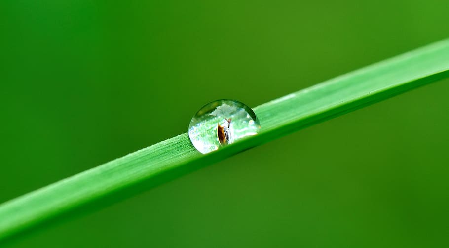 drop, water, grass, rain, nature, wet, fall, plant, raining, moisture