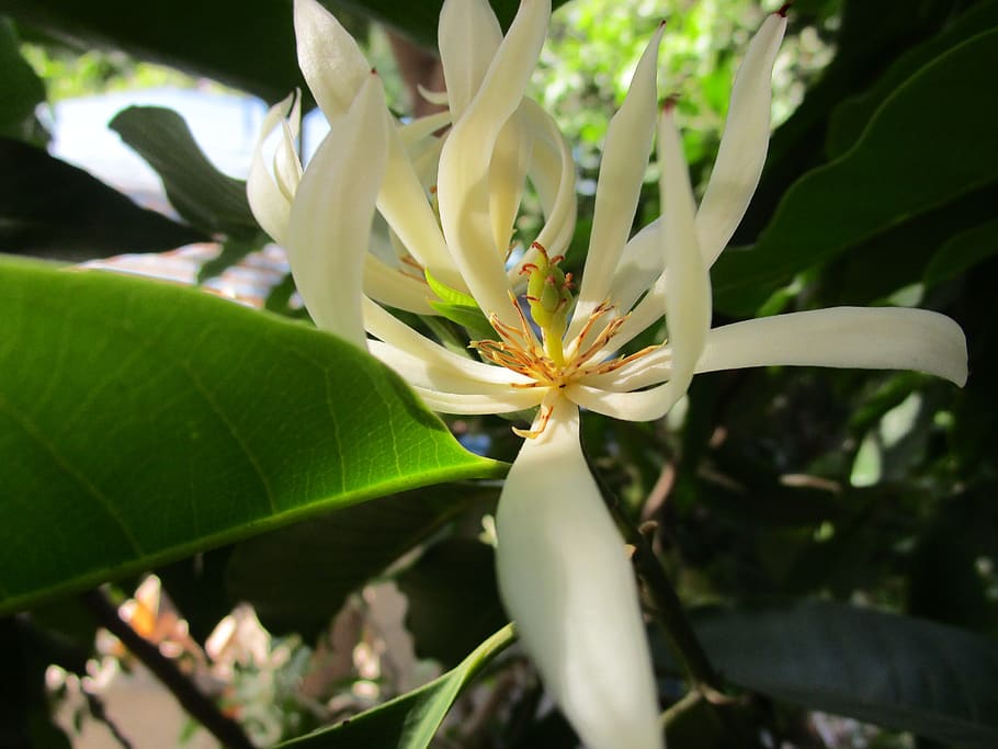 white champaca, white sandalwood, flower, plant, flowering plant, freshness, growth, beauty in nature, plant part, leaf