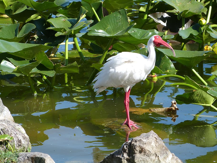 white ibis, birdwatching, wildlife, nature, bird, birding, ibis, florida, water, vertebrate