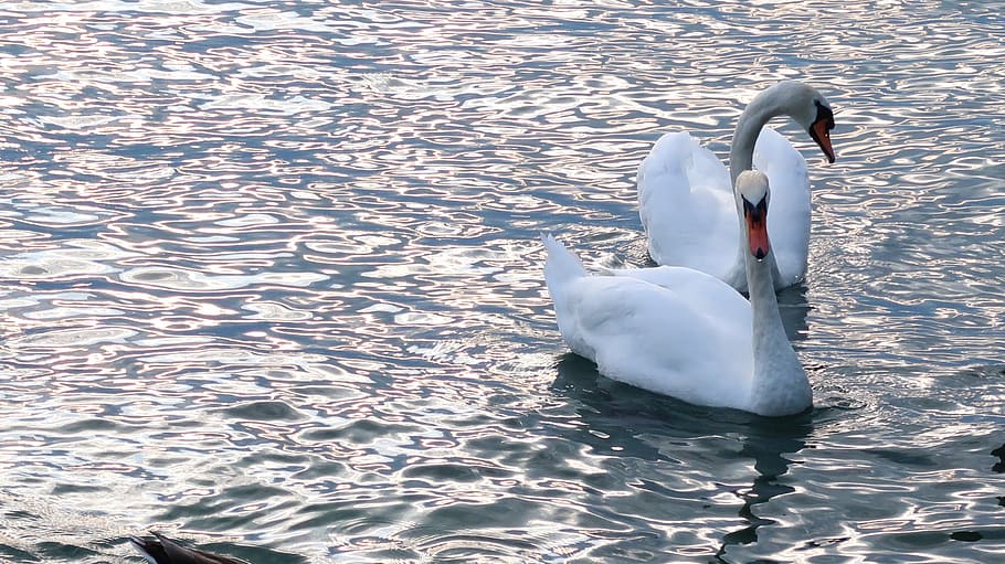 lake leman, montreux, suisse, swan, bird, animals in the wild, animal themes, swimming, water, animal wildlife