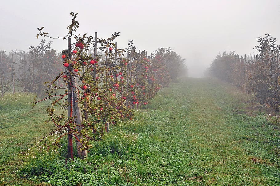 悲しい, リンゴ, 果物, 霧, 栽培, 秋, 自然, 木, 果実の成長, 赤