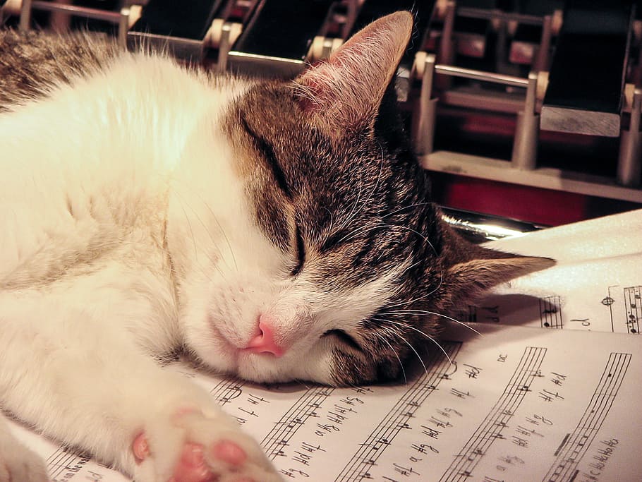 pelo corto, negro, blanco, gato, papel de impresora, mascota, dormir, partituras, instrumento musical, mascotas