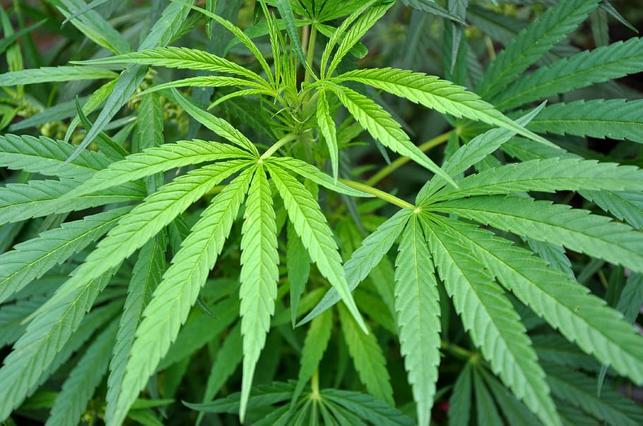 marijuana, hashish, leaf, flowerpot, plant, nature, medicine, plant part, green color, close-up