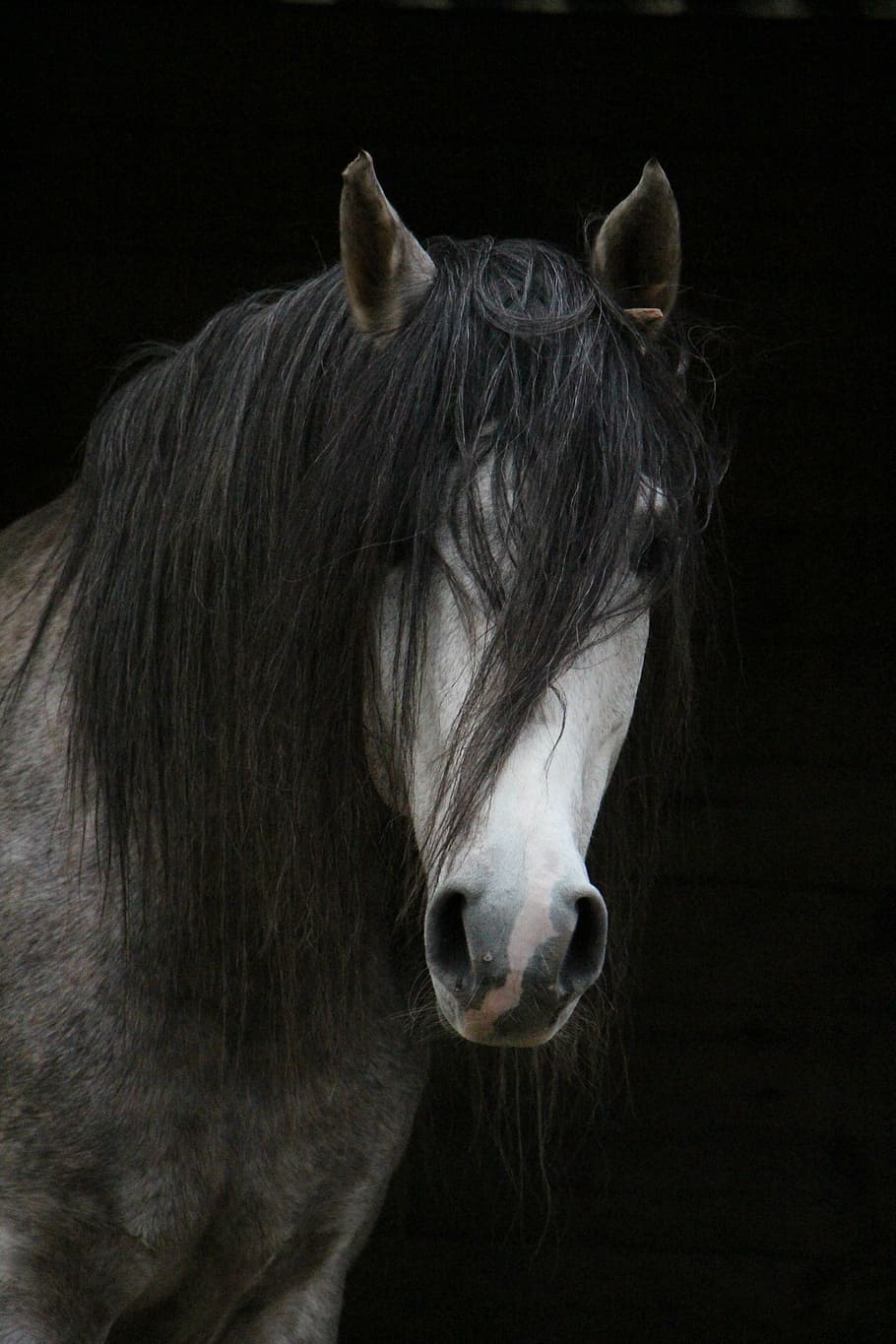 black, haired, white, horse, arabic, head, horse head, horsehair, mane, animal