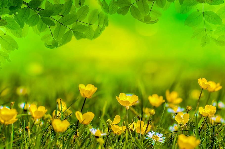 노란 꽃밭, 봄, 배경, 꽃, 들, 목초지, 부활절, 녹색, 잔디, 원예