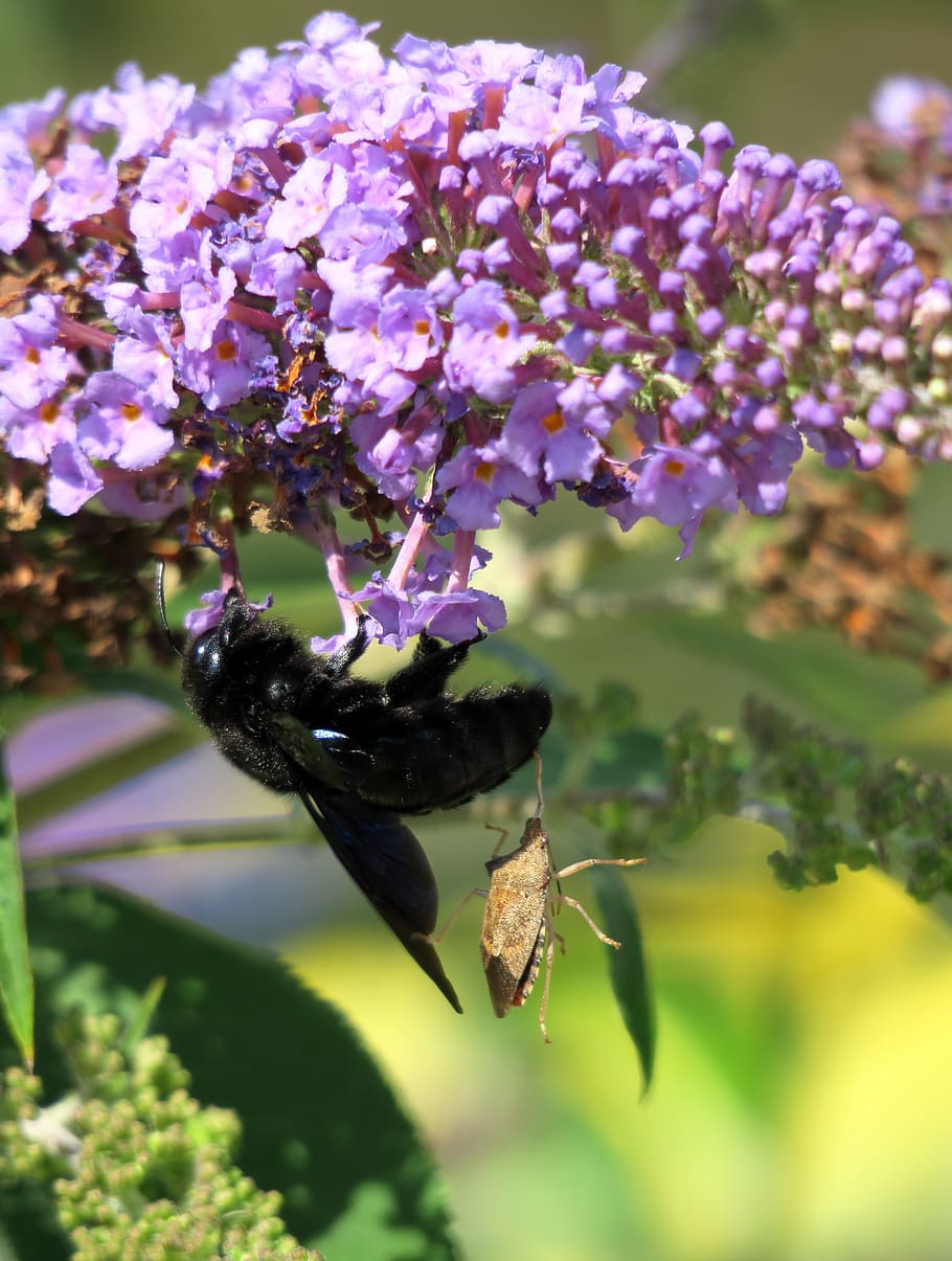 black wooden bee, hornet, bug, nectar robbers, hymenoptera, lilac, flowering plant, flower, plant, vulnerability