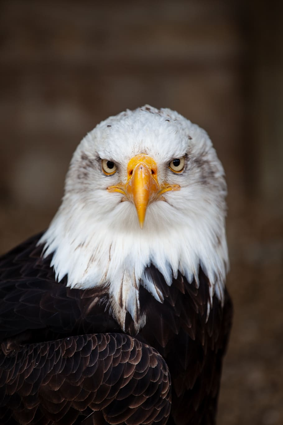 águila calva, águila, pájaro, naturaleza, rapaz, proyecto de ley, estados  unidos, américa, majestuoso, retrato | Pxfuel