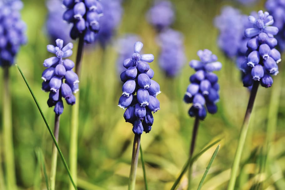 hyacinth, muscari, blue, spring flower, pointed flower, garden plant, flower, garden, nature, flora