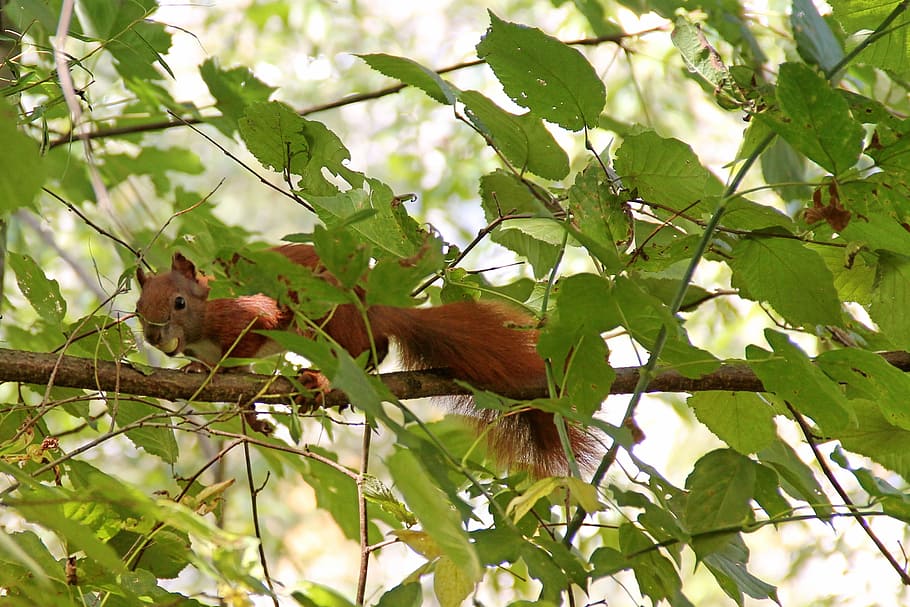 Squirrel, Tree, Branches, Leaves, aesthetic, mammal, forest animals, one animal, animal themes, animals in the wild