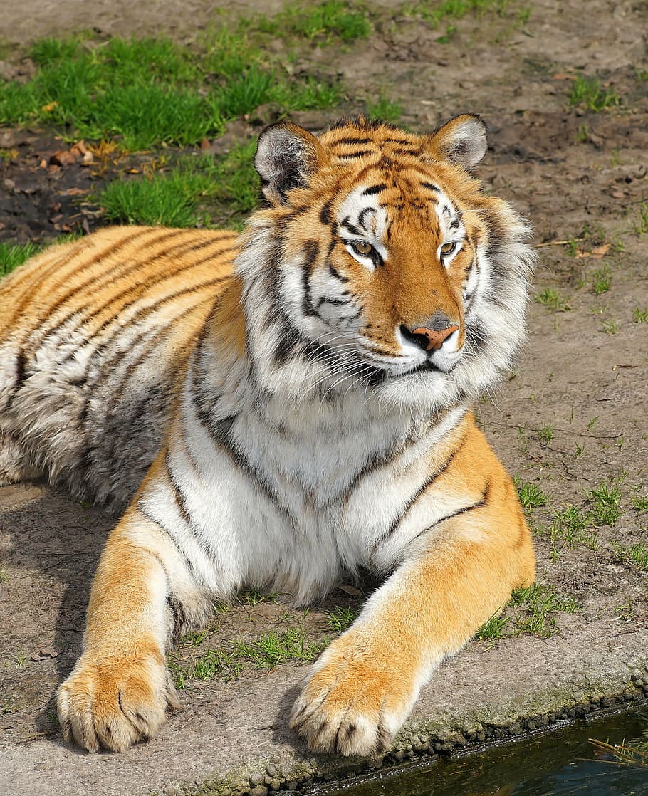 tiger, lying, ground, big cat, predator, cat, wildcat, noble, sublime, majestic