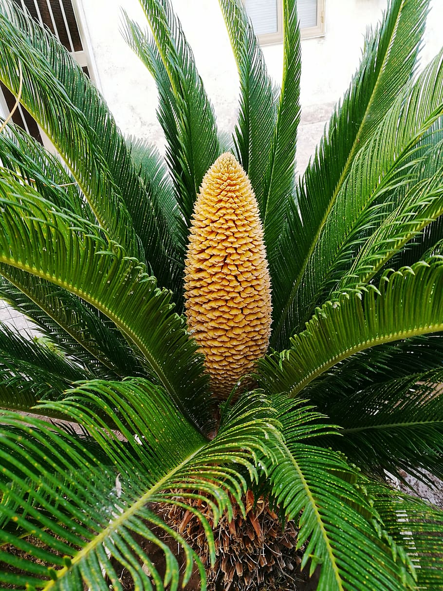 cycads, flower, sago palm, cycas revoluta, king sago, sago cycad, plant, growth, green color, leaf