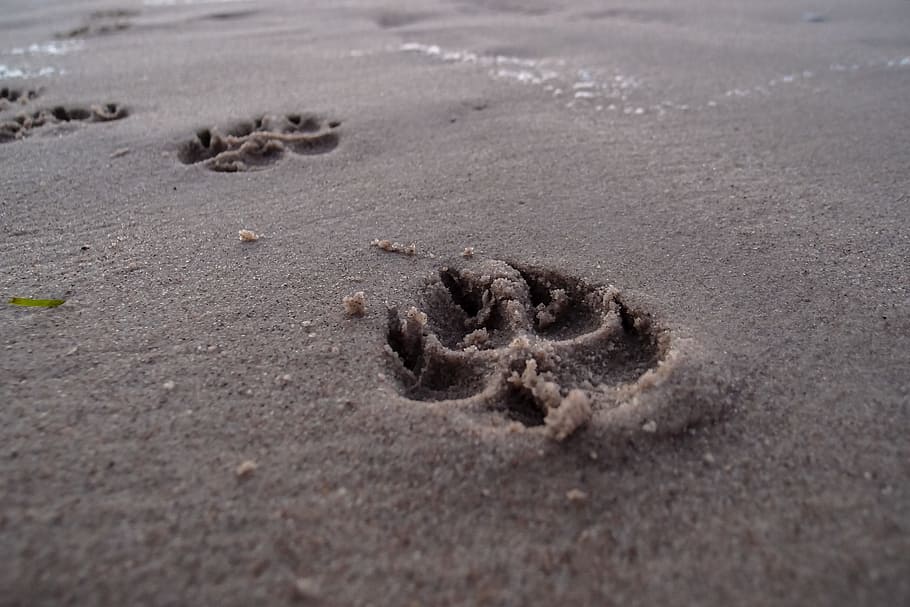dog paw footprint, gray, sand, daytime, footprint, beach, dog, tracks in the sand, footprints, paw