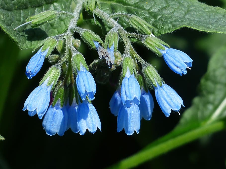 Consuelda áspera, Flor, azul, symphytum asperum, matricaria del Cáucaso, raublattgewächs, boraginaceae, floración, flora, planta