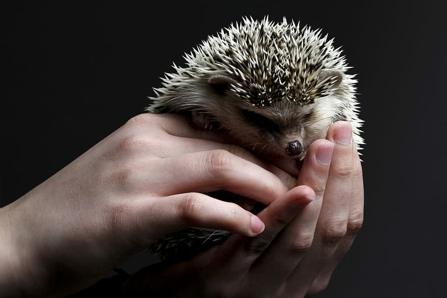 person holding hedgehog, hedgehog, cute, hand, spur, prickly, sting, chestnut, pointed, finger