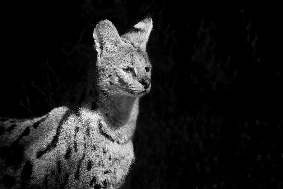 grayscale photograph, animal, serval, wildcat, african, animals, wild animals, zoo, africa, safari