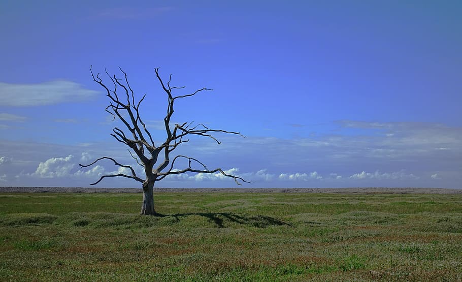 bare, tree, surrounded, green, grasses, dead, alone, death, lonely, loneliness