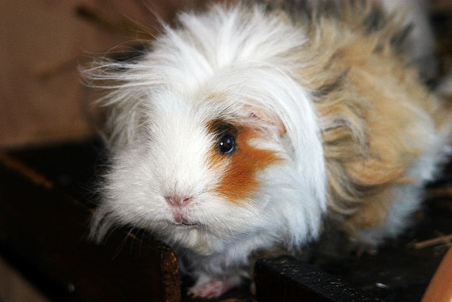 lunkarya, gipsy, long haired guinea pigs, guinea pig house, close, pet, sweet, cute, hairy, mammal
