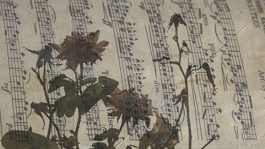 music sheet, roses, romantic, old, music, notenblatt, vintage, treble clef, composing, library