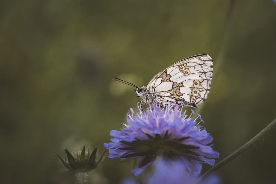 white, brown, butterfly perching, blue, flower, selective, focus photography, butterfly, chess board, women's board