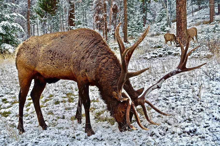Elk, Stag, Antlers, Calling, Wildlife, canada, male, natural, animal wildlife, snow