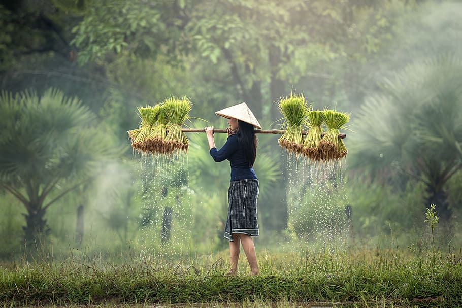 woman, carrying, rice plants, for pets, golf, growth, harvest, hope, myanmar burma, rice crust