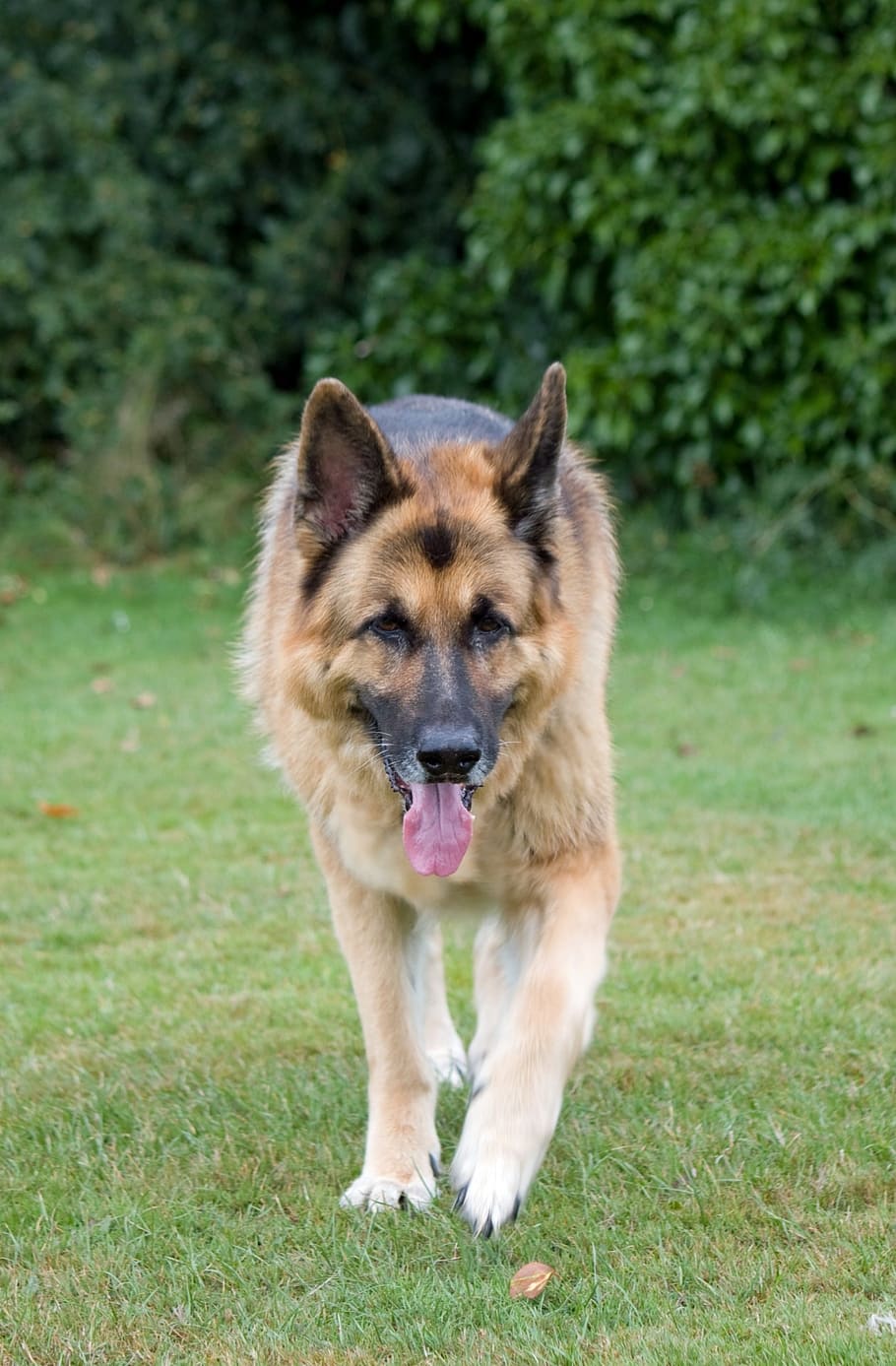 dog, german shepherd, alsatian, animal, pet, guard dog, walking, tongue, grass, green