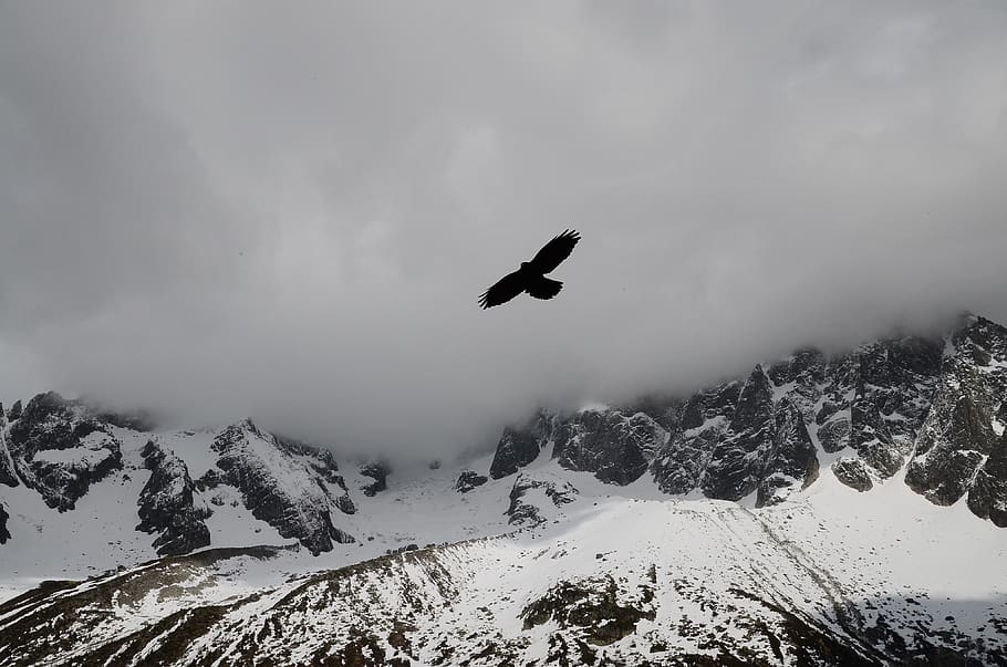 clouds, sky, grey, bird, flying, snow, cold, winter, mountains, cliffs
