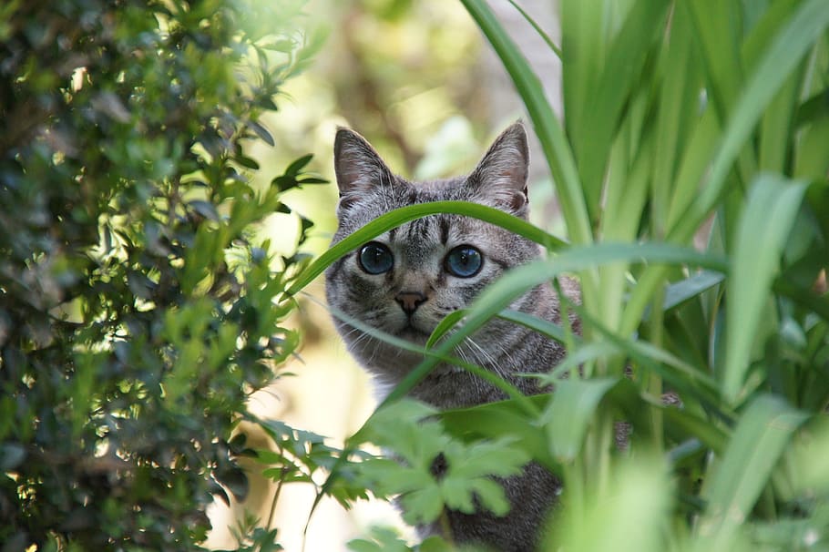 silver, tabby, grass, Cat, Animal, Garden, Hiding Place, domestic cat, pets, one animal