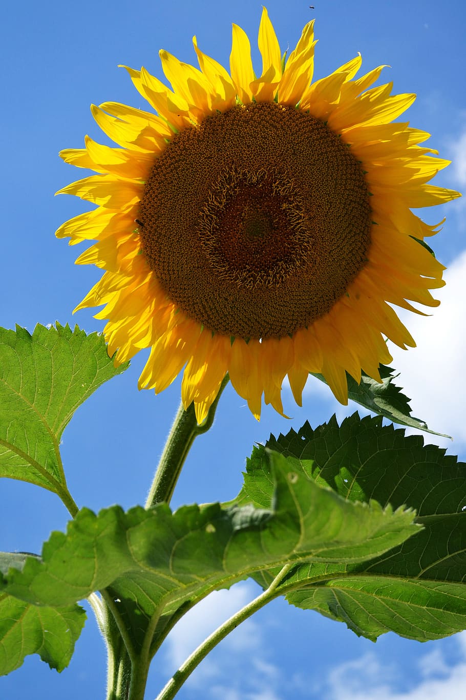 Page 35 | Royalty-free blooming sunflower photos free download | Pxfuel