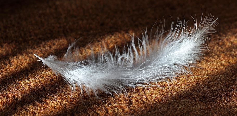 white, feather, brown, textile, slightly, airy, tender, fluffy, soft, bird feather