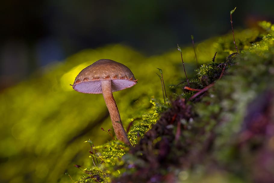 mushroom, mini mushroom, sponge, small mushroom, moss, forest mushroom, wood fungus, forest, autumn, fungus